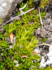 Dracophyllum muscoides