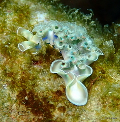 Elysia crispata