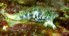 Elysia crispata