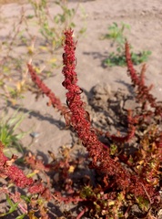 Rumex similans
