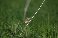 Acrocephalus bistrigiceps