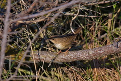 Locustella lanceolata