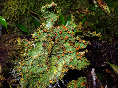 Yarrumia colensoi