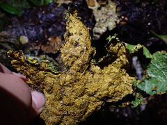 Yarrumia colensoi