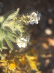 Johnstonella angustifolia