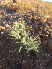 Johnstonella angustifolia