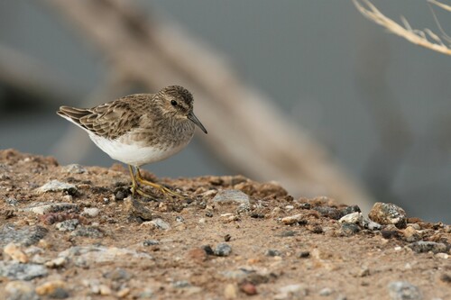 Correlimos menudillo (Calidris minutilla)