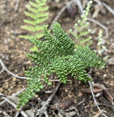 Myriopteris clevelandii