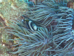 Amphiprion latezonatus