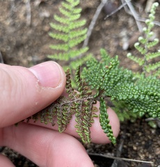 Myriopteris clevelandii