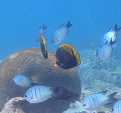 Chaetodon flavirostris
