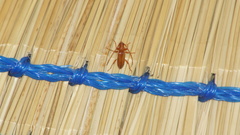 Cerambycoidea