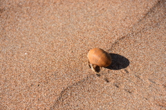 Coenobita variabilis