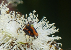 Stenoderus suturalis