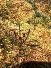 Drosera arcturi