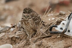 Athene cunicularia hypugaea