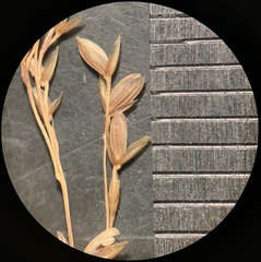 Glyceria striata