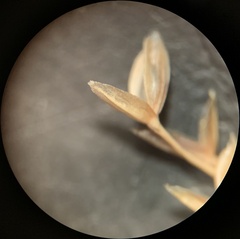 Glyceria striata