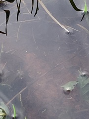 Branchinecta sandiegonensis