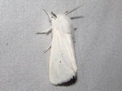 Spilosoma congrua