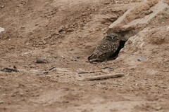 Athene cunicularia hypugaea