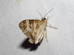 Xanthorhoe lacustrata