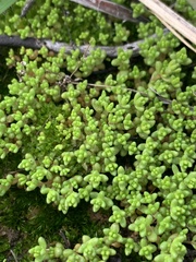 Crassula connata
