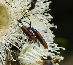 Stenoderus suturalis