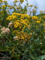 Senecio odoratus