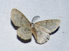 Hypomecis umbrosaria