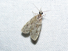 Scoparia basalis
