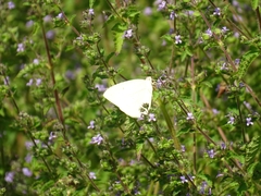 Catopsilia florella