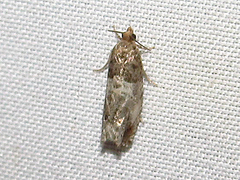 Notocelia rosaecolana