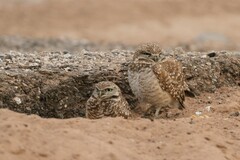 Athene cunicularia hypugaea