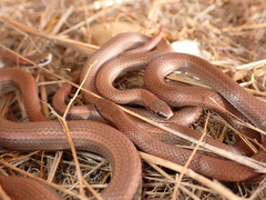 Contia tenuis