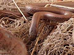 Contia tenuis