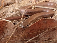 Contia tenuis