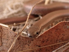 Contia tenuis