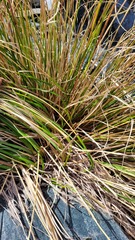 Chionochloa vireta