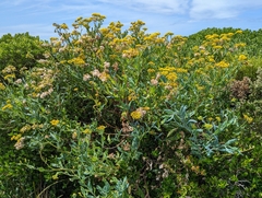 Senecio odoratus
