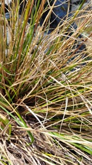 Chionochloa vireta