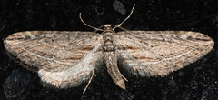 Eupithecia acutipennis