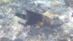 Cheilinus trilobatus