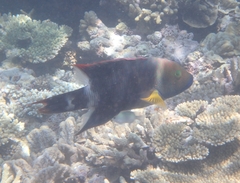 Cheilinus trilobatus