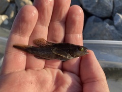 Centropristis striata