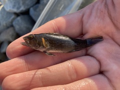 Centropristis striata