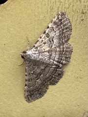 Diatenes aglossoides