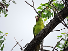 Psittacara holochlorus