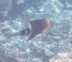 Cheilinus trilobatus