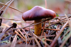 Cortinarius smithii